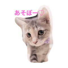 [LINEスタンプ] いぶにゃん