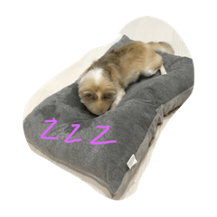 [LINEスタンプ] チワワ男2