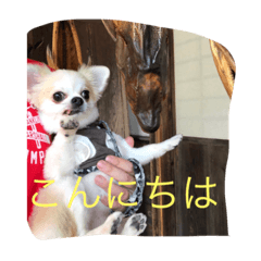 [LINEスタンプ] チワワ男