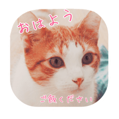 [LINEスタンプ] I am Kai！