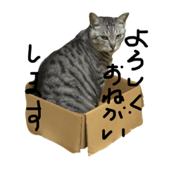 [LINEスタンプ] 鯖猫の写真で簡単な返事