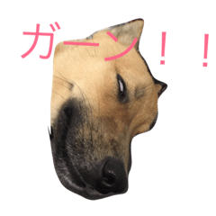[LINEスタンプ] mameta katsuta