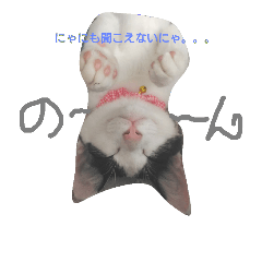 [LINEスタンプ] nekotetsumugi！