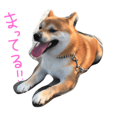 [LINEスタンプ] 柴犬の龍馬くん
