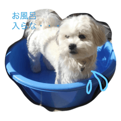[LINEスタンプ] まっしろマルシーズー