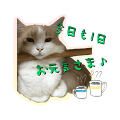 [LINEスタンプ] にゃー達の日常(その1)