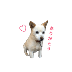 [LINEスタンプ] ちょびごろ