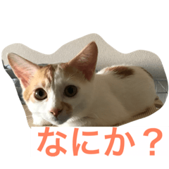 [LINEスタンプ] ライス君のひとり言