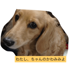 [LINEスタンプ] ちゃんのかわみみ