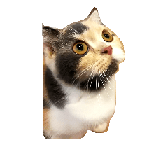 [LINEスタンプ] cat456