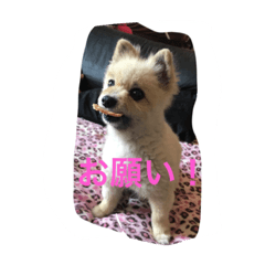 [LINEスタンプ] エースのスタンプ