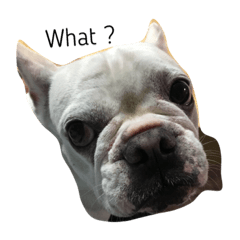 [LINEスタンプ] 犬の顔−表情–