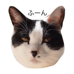 [LINEスタンプ] うちのねこスタンプ