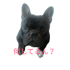 [LINEスタンプ] 会長の父ちゃん