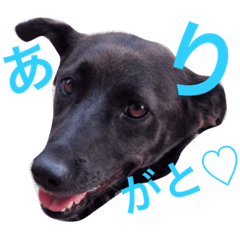 [LINEスタンプ] 実写スタンプ♪ライちゃん