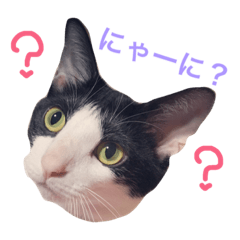 [LINEスタンプ] 白黒ねこのルナ坊