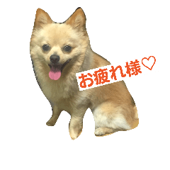 [LINEスタンプ] チワラニアン★タンタン