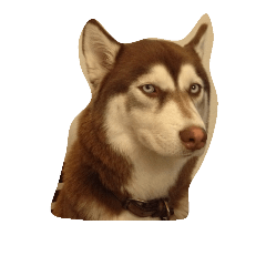 [LINEスタンプ] copperminihusky 1