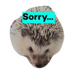 [LINEスタンプ] ハリネズミのラテ