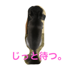[LINEスタンプ] チェルシーです。