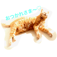 [LINEスタンプ] かまとクロ