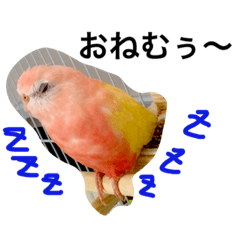 [LINEスタンプ] アキクサインコのりゅうのすけ