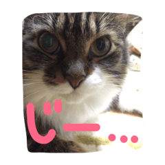 [LINEスタンプ] うちのてんちゃん