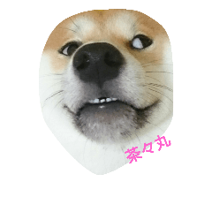 [LINEスタンプ] ペコ太郎