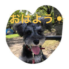 [LINEスタンプ] シュナちゃんの気持ち