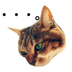 [LINEスタンプ] ネコのちょこ