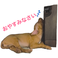 [LINEスタンプ] ファラオハウンドのドラミちゃん♡