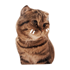 [LINEスタンプ] mootiger