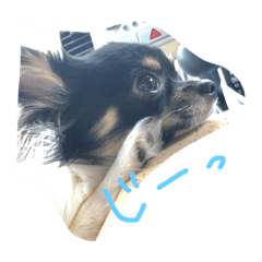 [LINEスタンプ] キキ