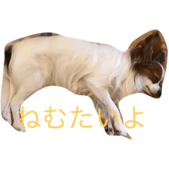[LINEスタンプ] パピヨンのレオ