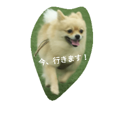 [LINEスタンプ] Pomeranian...