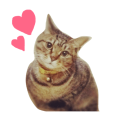 [LINEスタンプ] 表情豊かなにゃんこスタンプ