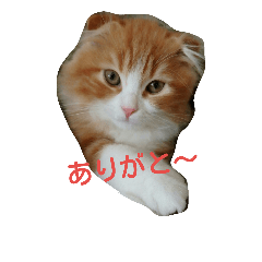 [LINEスタンプ] mor-1