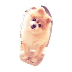 [LINEスタンプ] ポメリヴくん2