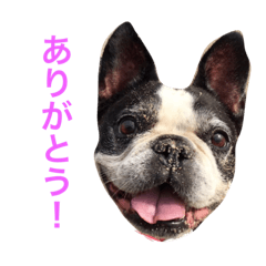 [LINEスタンプ] Liz＆Friends1