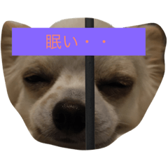 [LINEスタンプ] うちの子ワンちゃん