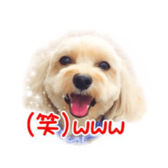 [LINEスタンプ] タルトの気持ち