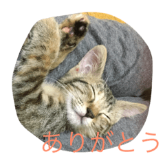 [LINEスタンプ] ニャンフレンズ