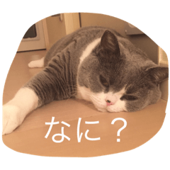 [LINEスタンプ] pocha neko