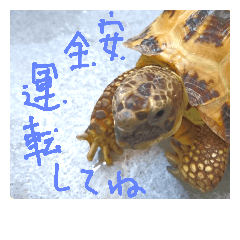 [LINEスタンプ] slowly Russian tortoise
