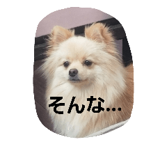 [LINEスタンプ] 茶々丸スタンプですyo