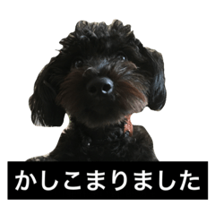 [LINEスタンプ] 保護犬ノアさん。黒プーの日常。関西弁。の画像（メイン）
