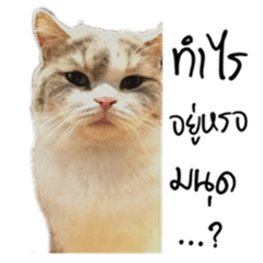 [LINEスタンプ] Meow Gangster