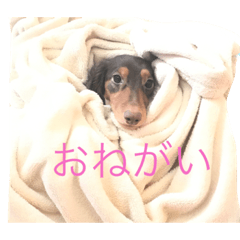 [LINEスタンプ] うちのわんず