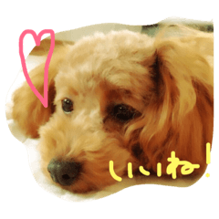 [LINEスタンプ] あずきちゃん