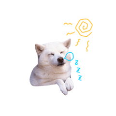 [LINEスタンプ] 白柴のミナさんです。